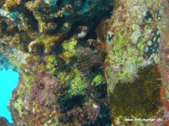 Cirrhitichthys oxycephalus (Gefleckter Büschelbarsch)